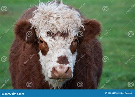 Cow, Brown & White Stock Photo - Image: 11854290