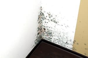 Black Mold Testing | Benchmark Environmental