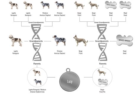 Canine DNA Testing - Active Pet