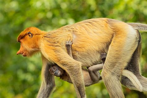 Proboscis monkey mother and baby II - Francis J Taylor Photography