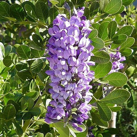 Texas Mountain Laurel Tree | Star Nursery Garden and Rock Centers