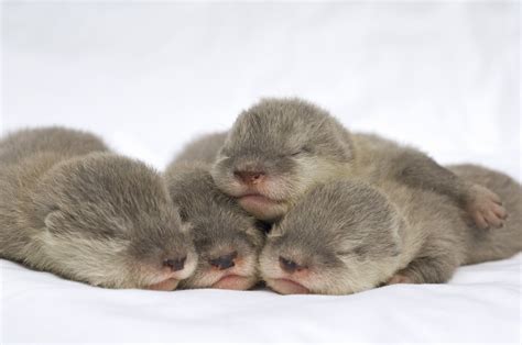 Cute Baby Otters. (づ｡ ‿‿ ｡)づ Baby Animals Pictures, Cute Animal ...