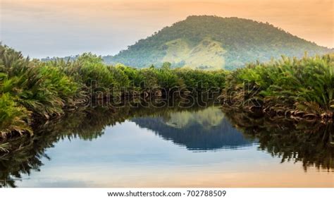 11,534 Borneo Island Wildlife Images, Stock Photos & Vectors | Shutterstock