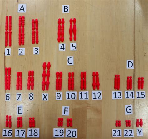 Human Chromosomes (Model) – STEM BUILD