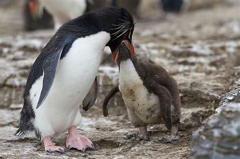 What Do Penguins Eat? - WorldAtlas