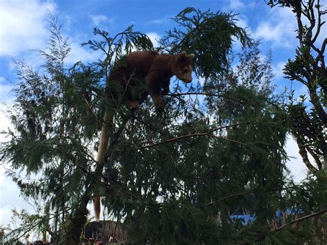 Celebrating 20 years with Tree Kangaroo Conservation Program | by UNDP ...