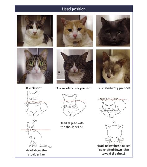 ASSESSMENT OF ACUTE PAIN IN CATS BASED ON CHANGES IN FACIAL EXPRESSIONS - Αττικό Νοσοκομείο Ζώων