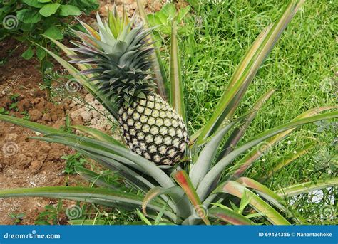 Fresh Pineapple on Tree in the Farm Stock Photo - Image of health ...