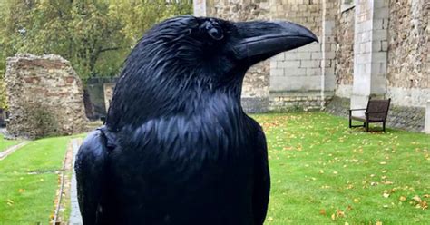 The Prophecy Of The Tower Of London Ravens: Less Than Six Means Doom ...