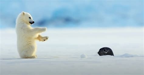 Polar Bear Eating Baby Seal