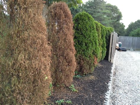 invasive vines – A GUIDE TO LANDSCAPE DESIGN & MAINTENANCE