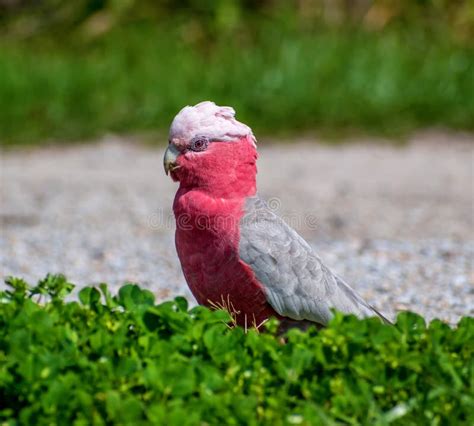 Gala - Bird stock image. Image of australian, span, birds - 4207761