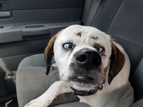 Cross-Eyed Dog Found Wandering in my Hometown : r/aww