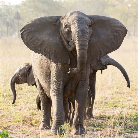 Ivory poaching has triggered a surge in elephants born without tusks | Popular Science