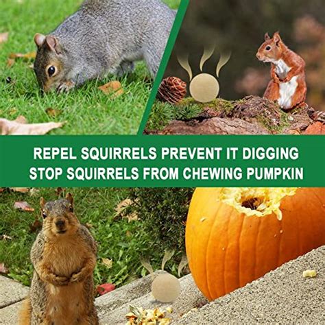 SUAVEC Squirrel Repellent Outdoor, Chipmunk Repellent Outdoor, Squirrel Deterrent Mint ...