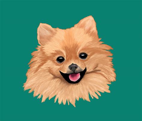 Pomeranian Drawing by ArtistsQuest - Pixels