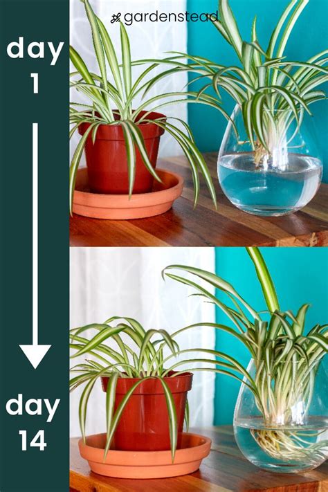 Spider Plant Propagation | Spider plant propagation, Propagating plants ...