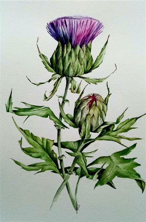 Scottish Thistle Large Original painting in watercolour by | Etsy in 2021 | Scottish thistle ...