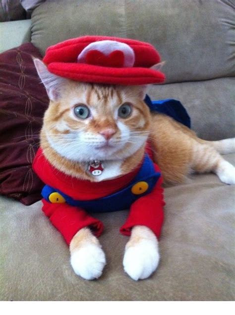 Check Out These Hilarious Halloween Costumes For Your Cat | Halloween Costumes | Pet halloween ...