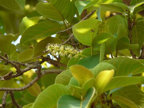 Terminalia Chebula (Haritaki) | Only Foods