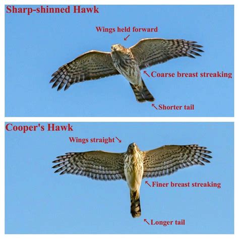 Cooper's vs Sharp-shinned hawks | Sharp shinned hawk, Backyard birds ...