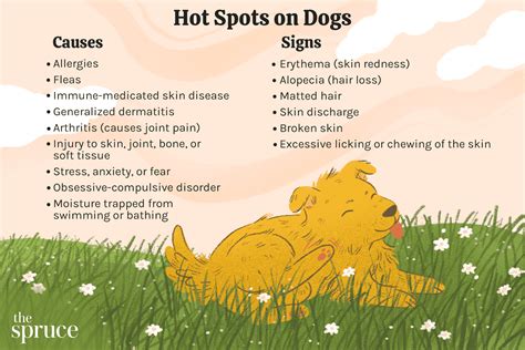 Dog Hot Spot Treatment Home Remedies | manminchurch.se