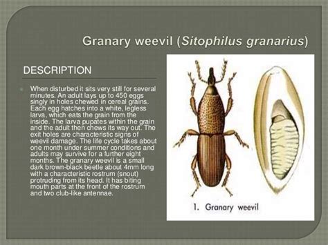 Store grain pests A Lecture By Mr Allah Dad Khan