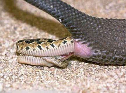 Do Snakes Lay Eggs? - Snake Facts