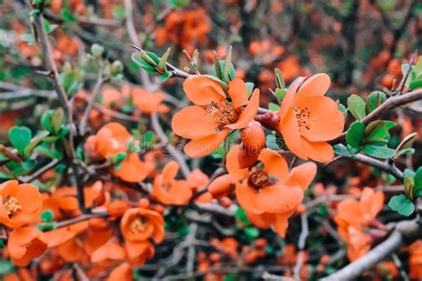 Orange Japanese Quince Flowers in the Garden, Close-up. Stock Image ...