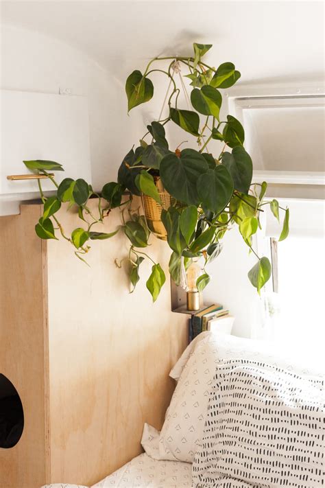 The Best Indoor Vining Plants | Apartment Therapy