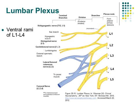 AccessPhysiotherapy - Lumbar and Sacral Plexus with Clinical Cases