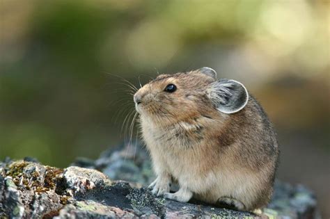 Pika | Pika From the family, Lagomorpha. These animals are closely related to rabbits. | Animals ...