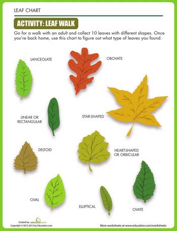 Leaf Shapes | Worksheet | Education.com | Plant lessons, Leaf lesson ...