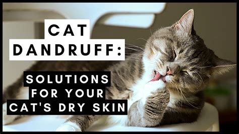 Cat Dandruff: Why It Happens And How To Treat It King Kanine | atelier-yuwa.ciao.jp