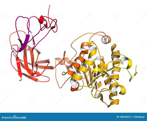 Human Pancreatic Lipase (HPL) Enzyme, In Complex With Colipase ...