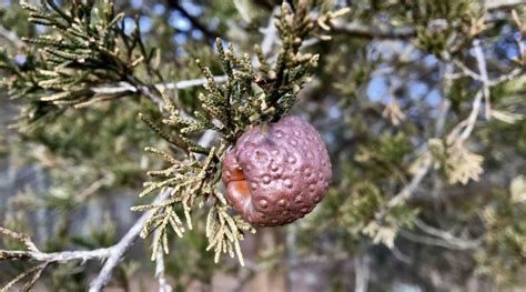 Cedar-apple rust – Seashore to Forest Floor