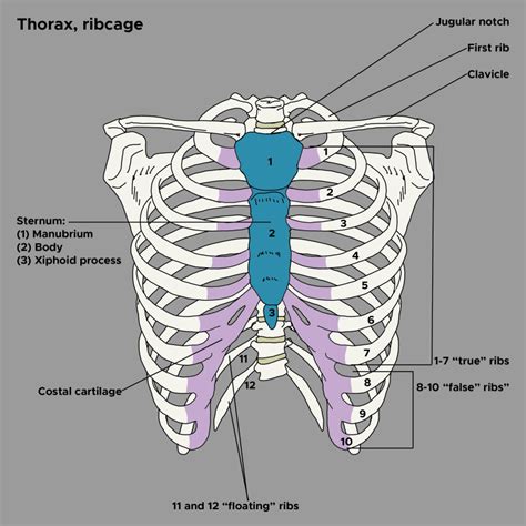 Anatomy, Thorax, Wall Movements - StatPearls - NCBI Bookshelf