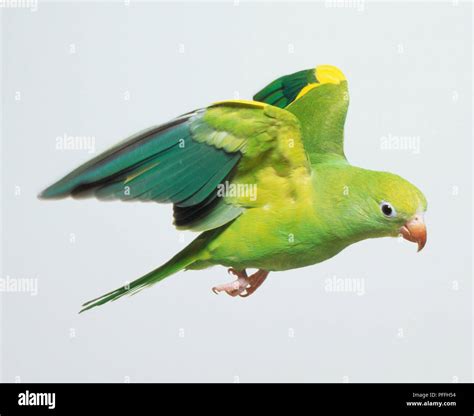 Green Parakeets Flying Stock Photos & Green Parakeets Flying Stock ...