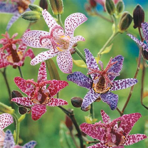 Toad Lily Bulbs