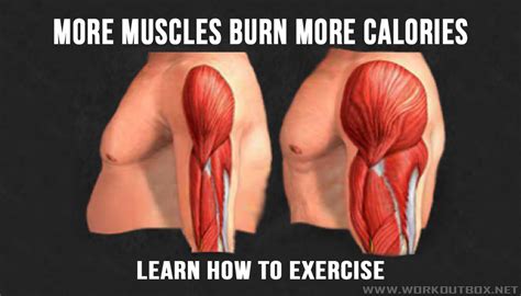 More Muscles Burn More Calories | Fitness Workouts & Exercises