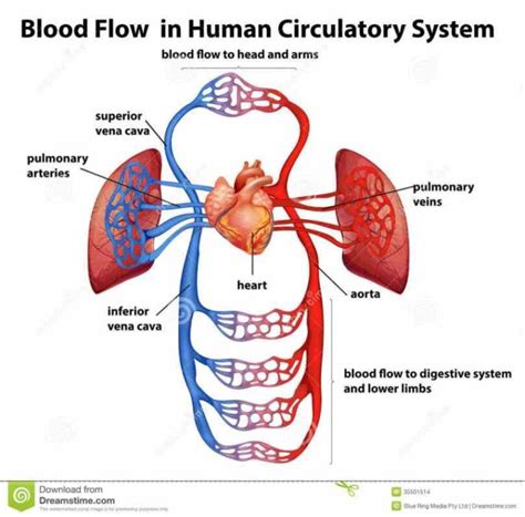 is pumping organ which cardiovascular Major Components Of The Cardiovascular System system ...