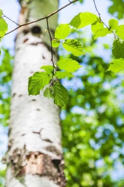 Premium Photo | Green leaves of birch tree close up in forest