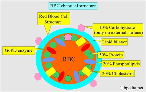 Red Blood Cell Structure And Function