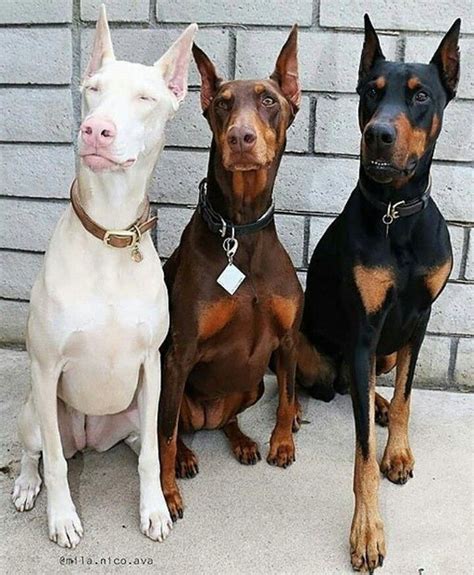 All About The Alert Doberman Pinscher Pups Grooming #dobermansofinsta # ...