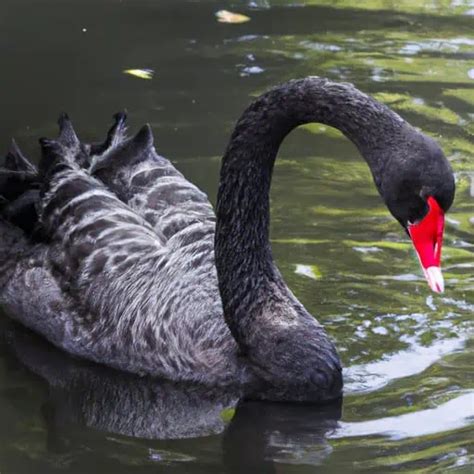 Swan Symbolism - Meaning of Power, Totem & Spirit Animal