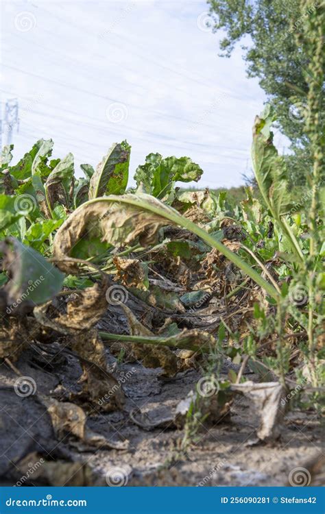 Mangelwurzel Or Mangold Wurzel Growing In Agricultural Field. Mangold, Mangel Beet, Field Beet ...