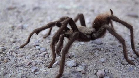 Arizona Blond Tarantula Aphonopelma Chalcodes Mature Stock Footage Video (100% Royalty-free ...