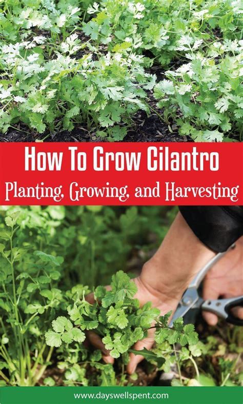 How To Grow Cilantro: Planting, Growing, and Harvesting # ...