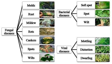 Symmetry | Free Full-Text | Categorizing Diseases from Leaf Images ...