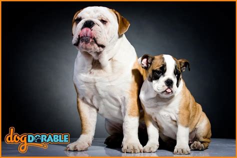 How to Care for an English Bulldog? Canine Care Tips